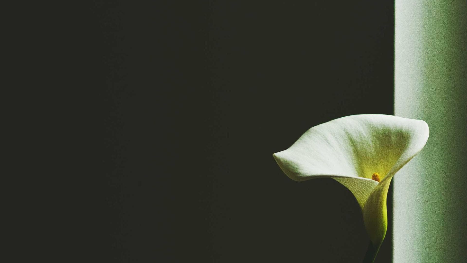 A path through a dense, green forest